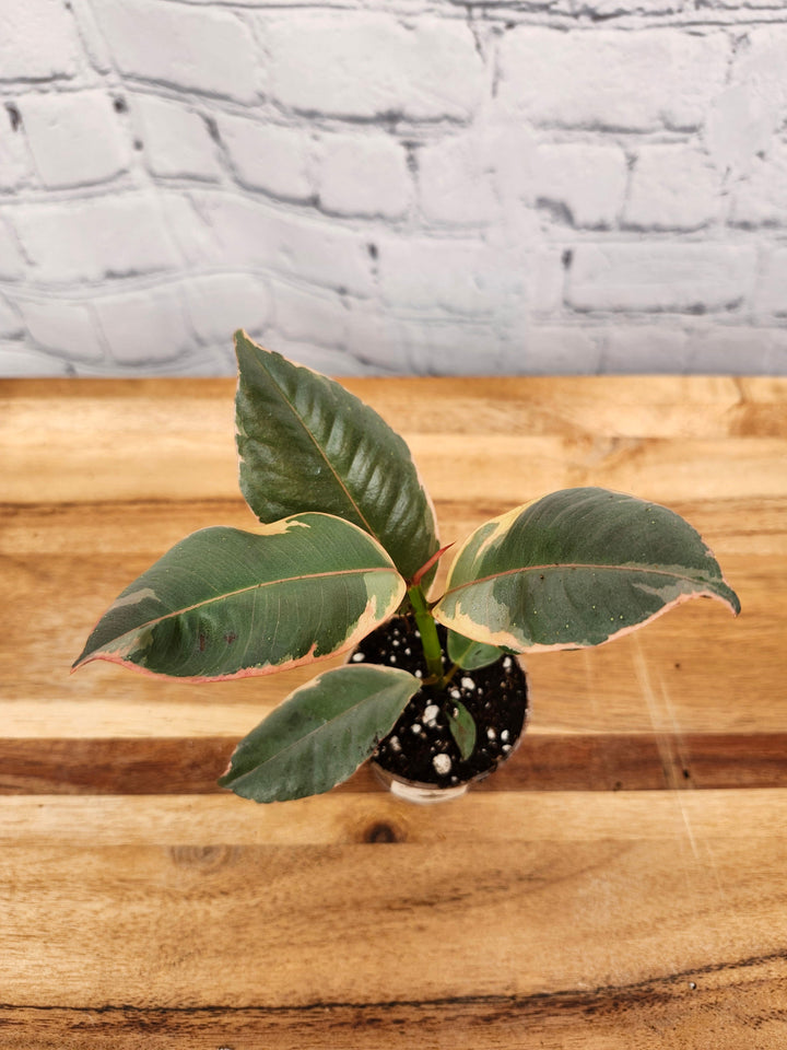 Tineke Rubber Tree with variegated green, white, and cream leaves.