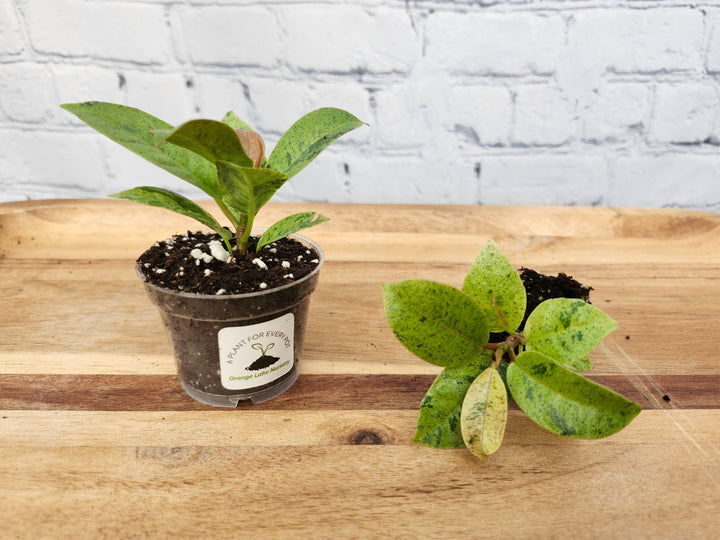 Ficus Shivereana "Moonshine" plant with silvery-green leaves in a small pot, on a wooden surface.