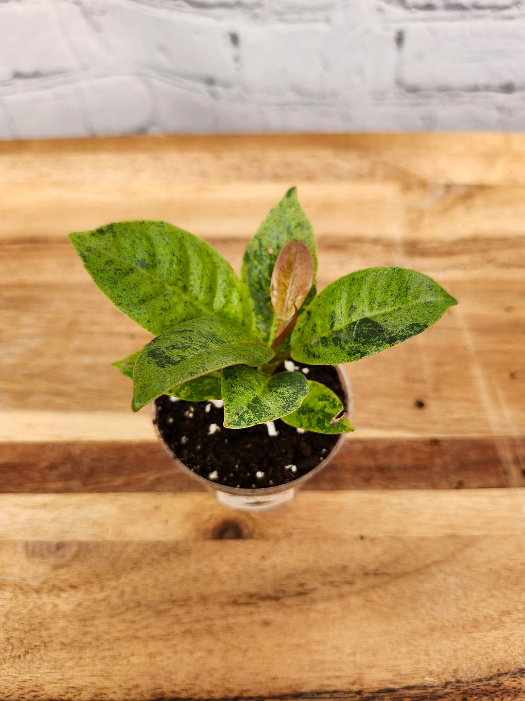 Ficus Shivereana "Moonshine" plant with silvery-green leaves in a small pot on a wooden surface.