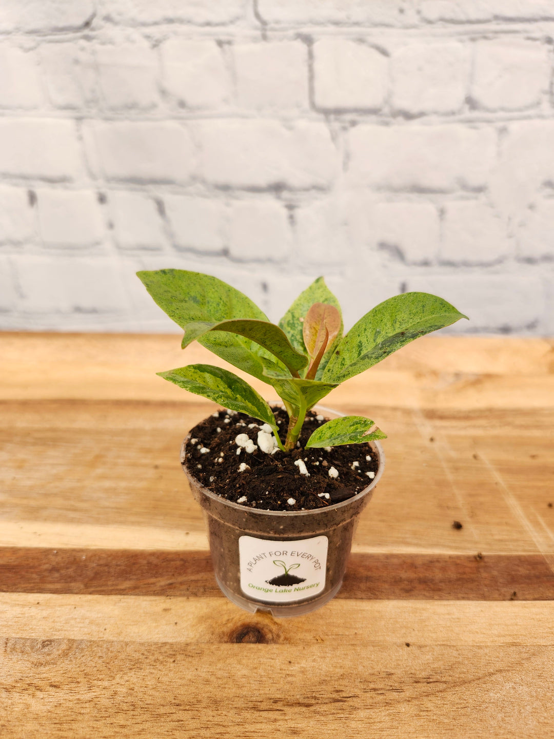 Ficus Shivereana "Moonshine" plant in a small pot with silvery-green leaves on a wooden surface.