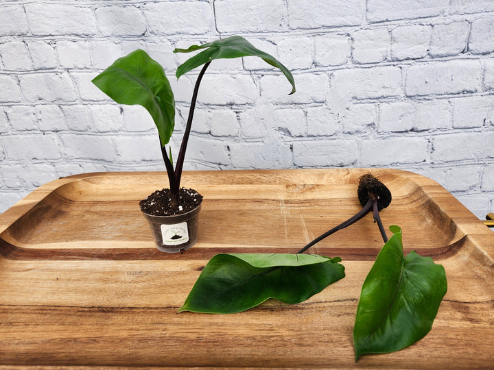 Alocasia Black Stem plant with dark stems and glossy green leaves in a small pot.