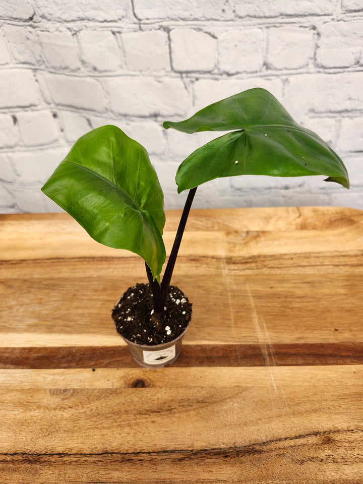 Alocasia Black Stem plant with dark stems and glossy green leaves in a small pot.