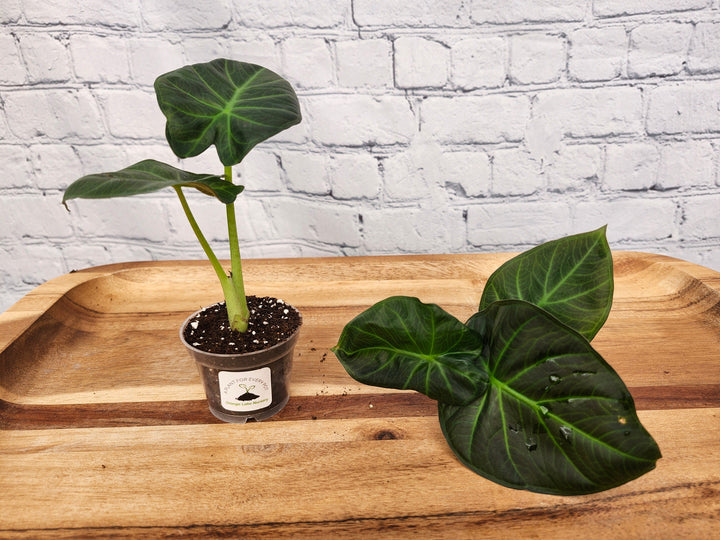 Alocasia Regal Shield Plug with large, dark green leaves on a wooden tray.