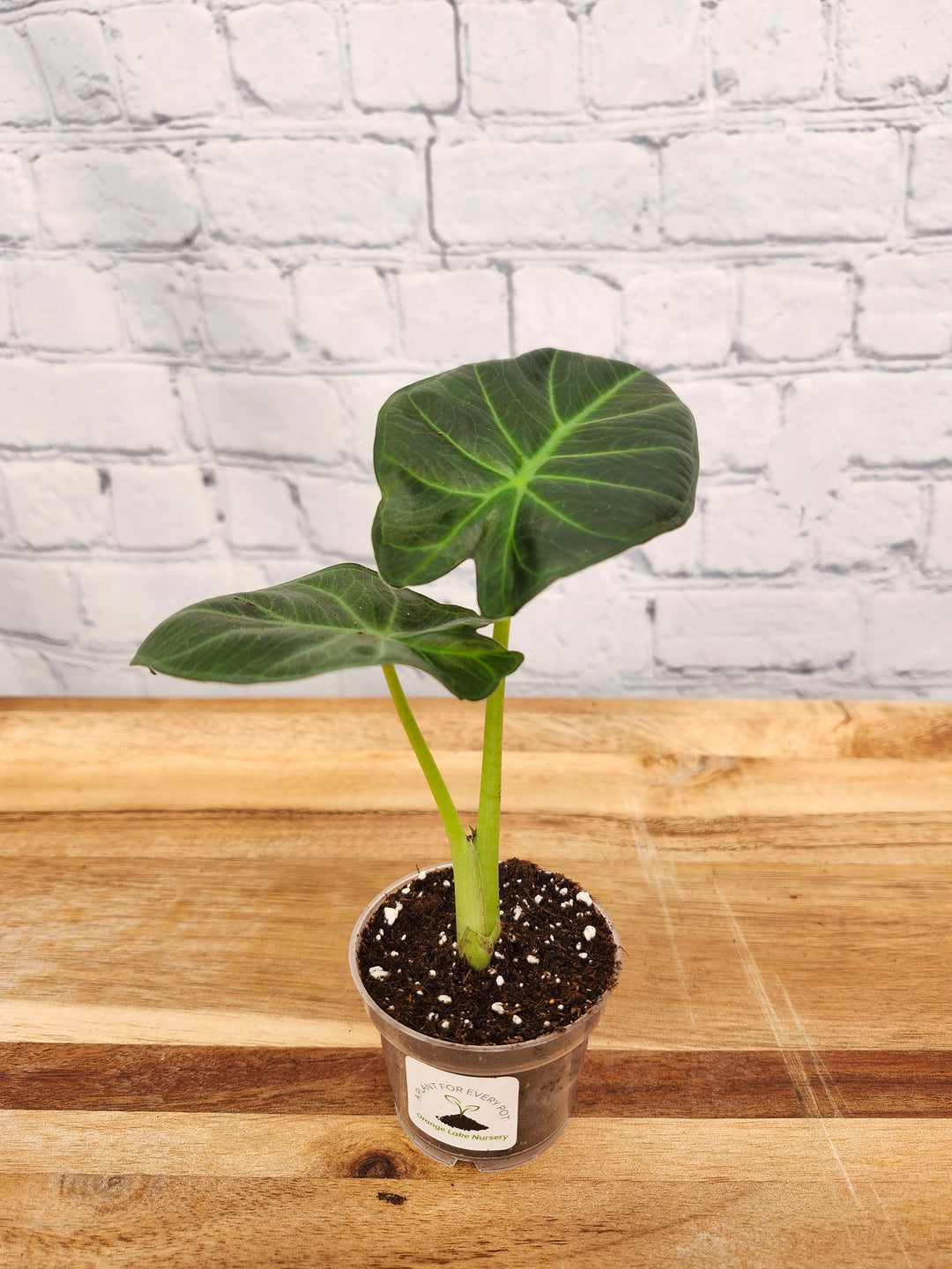 Alocasia Regal Shield Plug with large dark green leaves on a wooden surface.