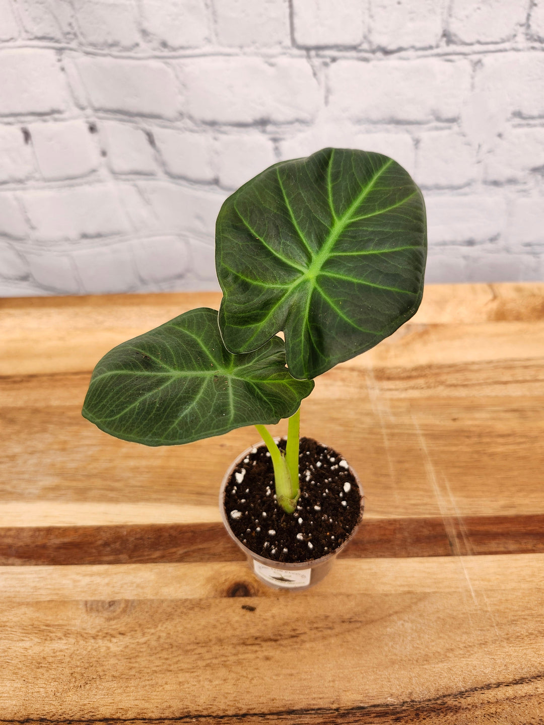 Alocasia Regal Shield Plug with dark green, shield-shaped leaves in a small pot.