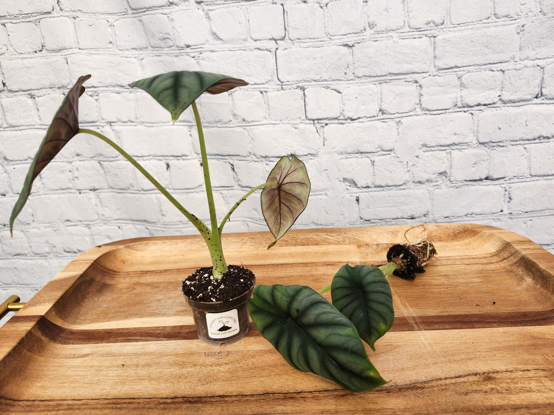 Alocasia Nebula plant with deep blue silvery grey leaves and purple undersides in a small pot on a wooden tray.