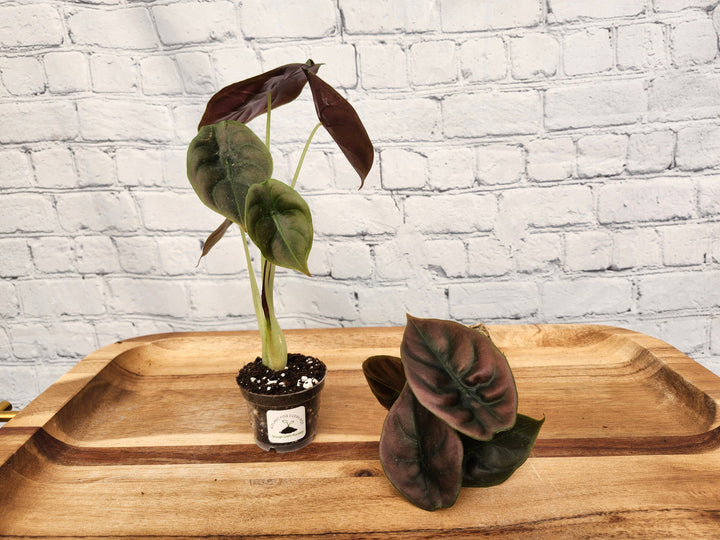 Alocasia Cuprea Red Secret plant with copper and green metallic leaves in a small pot.