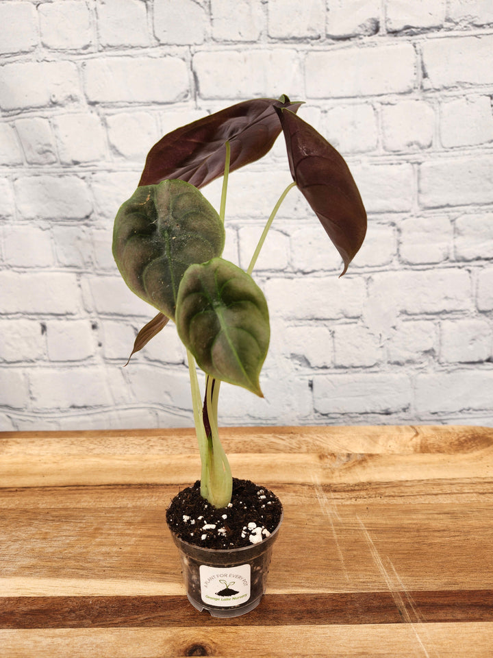 Alocasia Cuprea Red Secret plant with copper-green metallic foliage in a small pot.