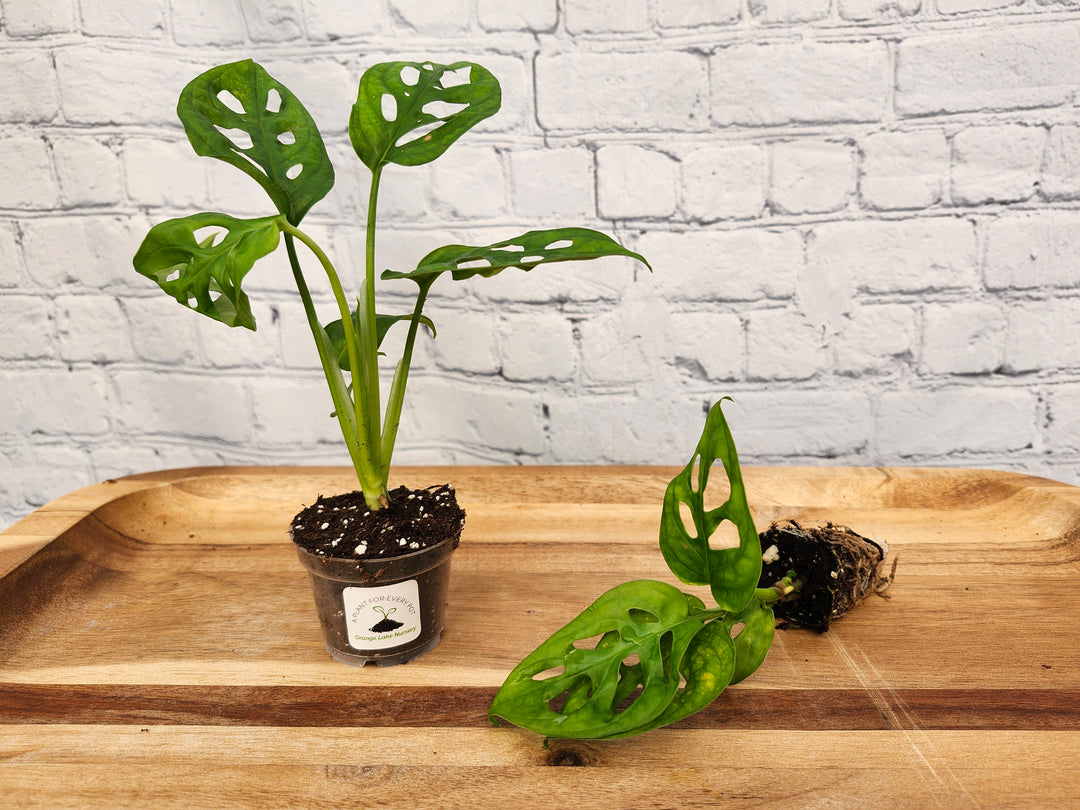 Swiss Cheese (Monstera Adansonii) plant in pot and plug form on wooden tray with brick background.