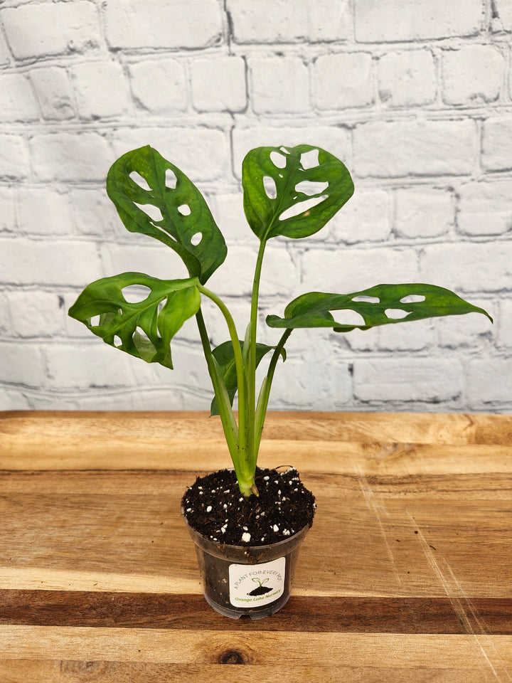 Swiss Cheese (Monstera Adansonii) plant in a small pot with distinctive holey leaves.