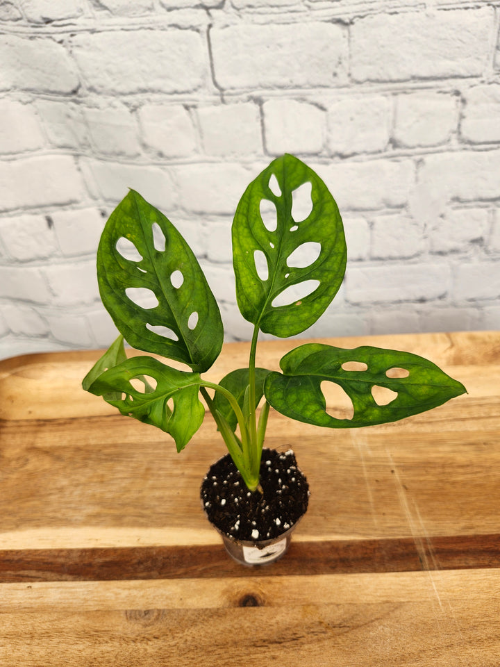 Swiss Cheese Monstera Adansonii plant with holey fenestration in a small pot on a wooden table.