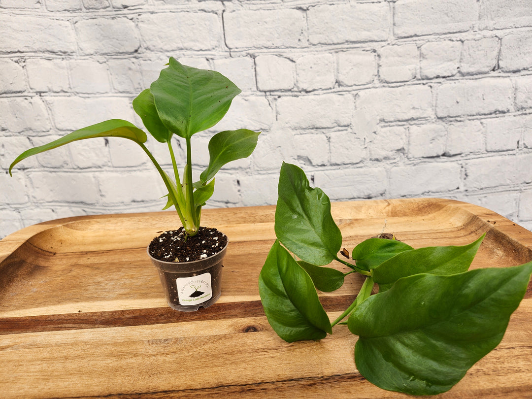 Rhaphidophora Tetrasperma Mini Monstera plant in a small pot with glossy, fenestrated leaves on a wooden tray.