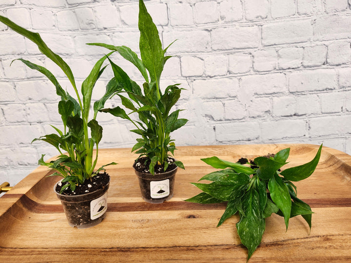 Variegated Peace Lily "Domino" with striking green and creamy white leaves in small pots on a wooden tray.