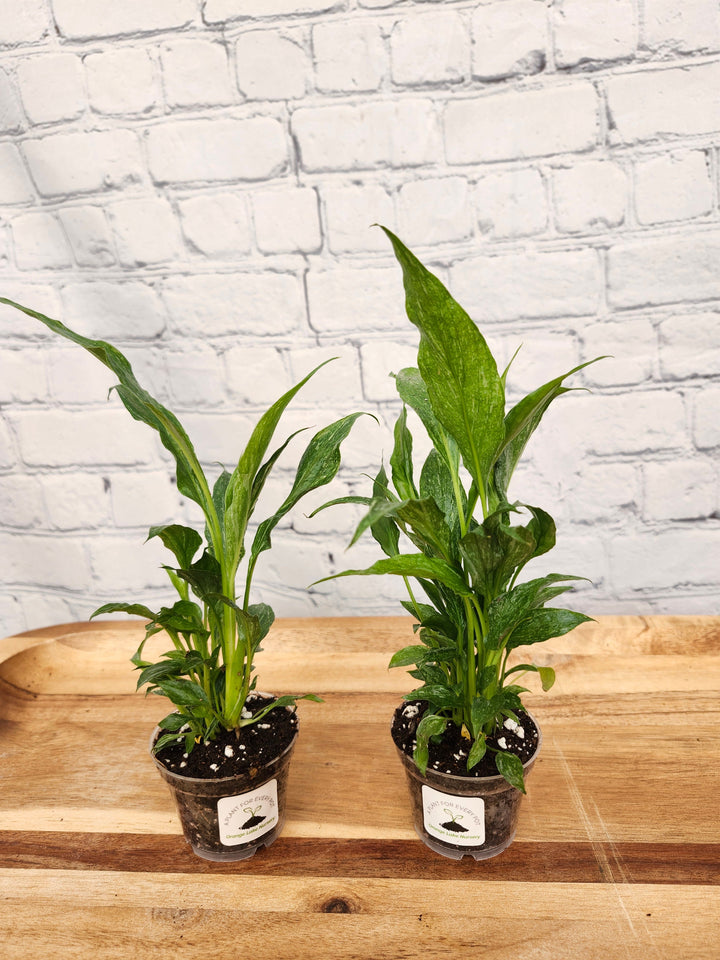 Variegated Peace Lily "Domino" in two pots on wooden surface against brick background.