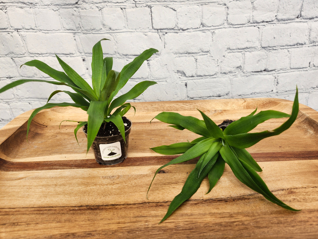 Ornamental Yellow Pineapple "Mini Me Sol" plants in small pots on wooden tray.