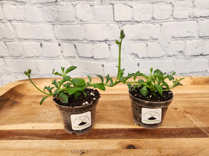 String of Dolphin succulents in small pots on a wooden surface with a brick wall background.