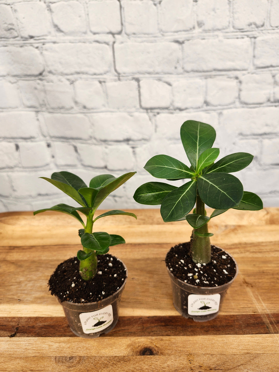 Desert Rose succulent with thick bulbous trunk and lush green foliage in small pots.