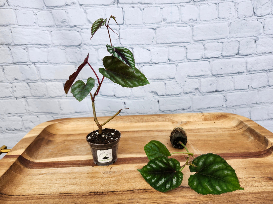 Cissus Discolor plant with vibrant variegated foliage, potted and displayed on a wooden tray.