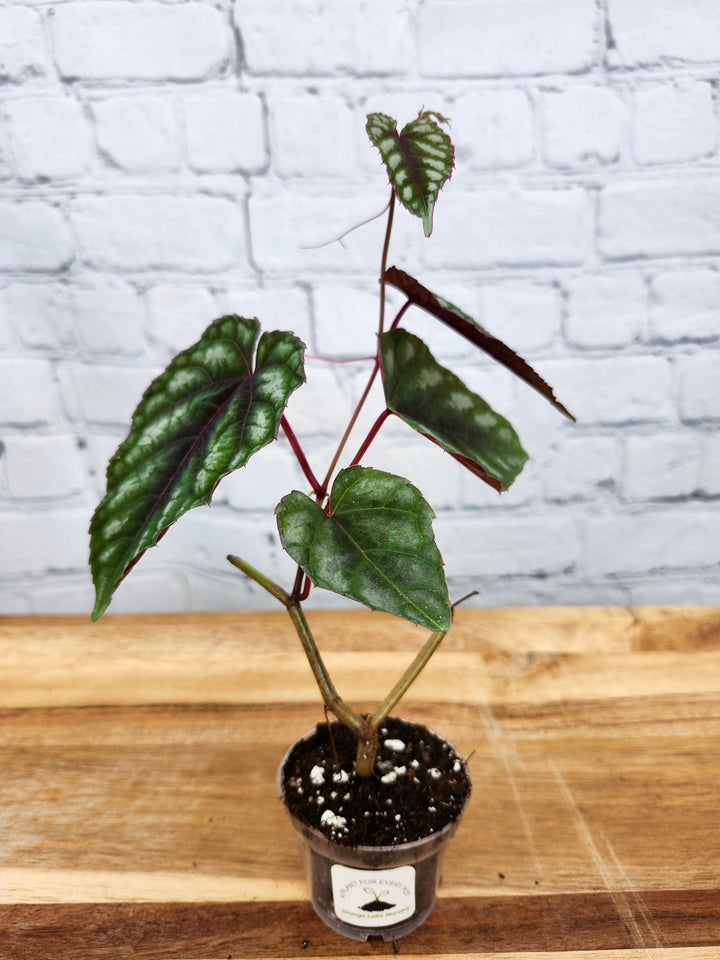 Cissus Discolor plant with variegated green leaves and maroon undersides in a small pot.