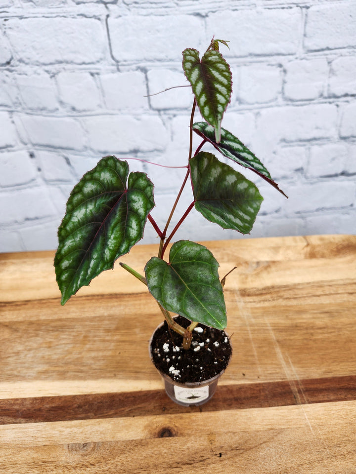 Cissus Discolor plant with variegated foliage, elongated leaves featuring deep green and silvery patterns, in a small pot on a wooden surface.