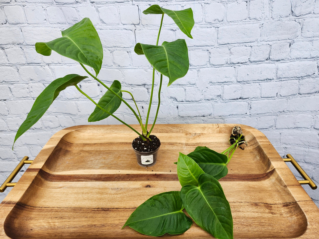 Anthurium Veitchii King plant with elongated, glossy leaves on a wooden tray.