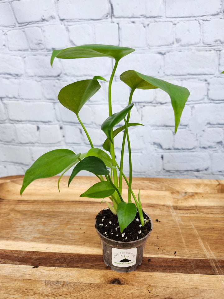 Monstera Deliciosa