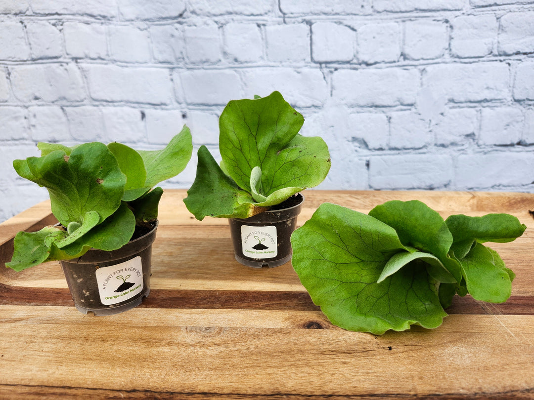 Elephant Staghorn Fern plants in pots on a wooden surface, showcasing large green fronds against a brick background.