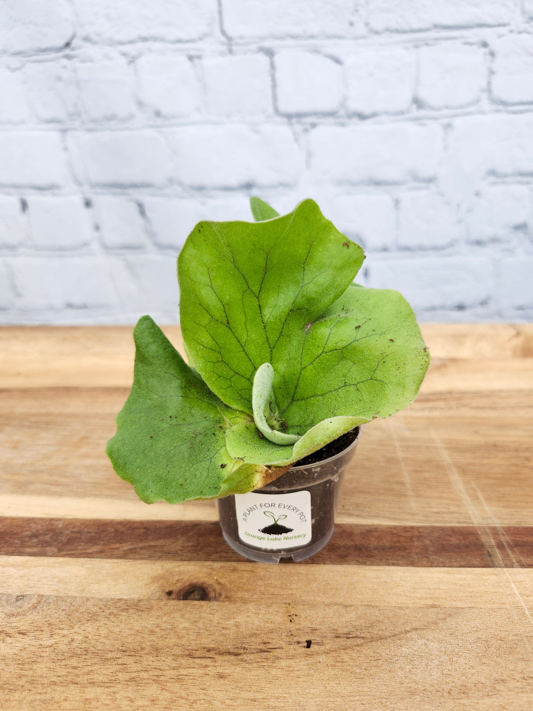 Elephant Staghorn Fern in small pot on wooden surface with brick background.