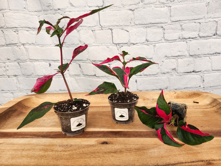 Alternanthera Ficoidea 'Partytime' plant with vibrant pink and green leaves in small pots on a wooden surface.