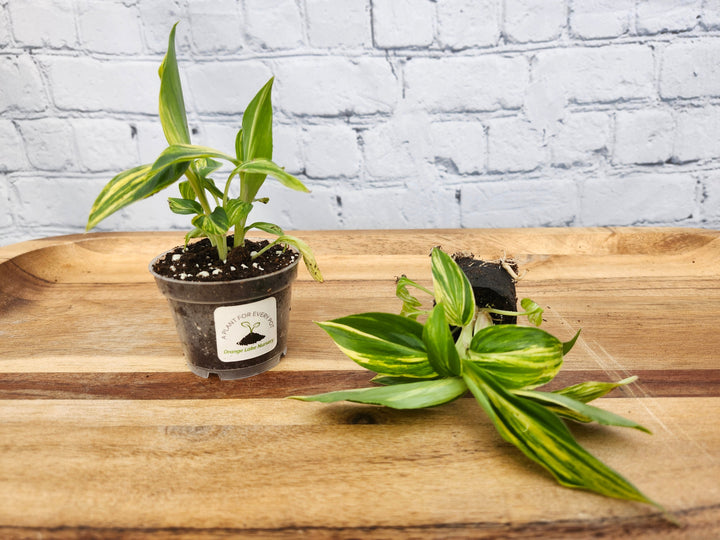 Variegated Ginger plant with yellow and green variegated leaves in a pot on a wooden surface.