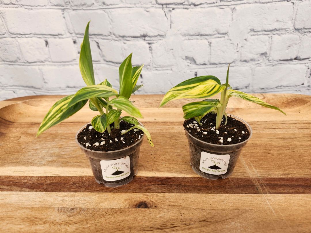 Variegated Ginger plant with yellow and green leaves in small pots on wooden surface.