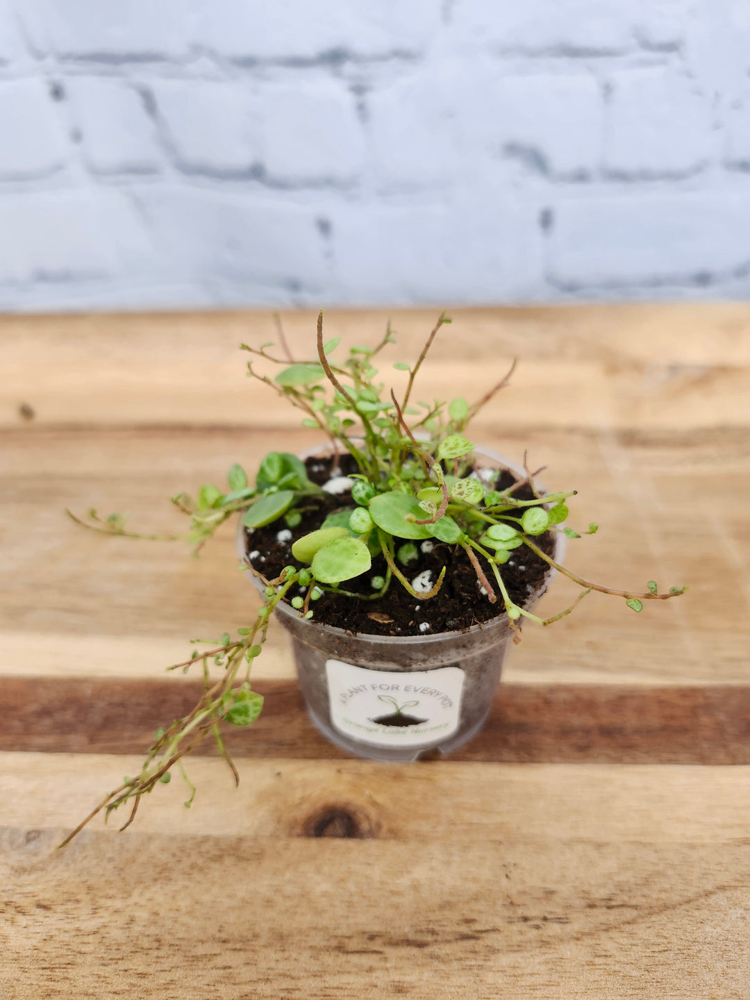 Trailing String of Turtles plant in a small pot on a wooden surface.