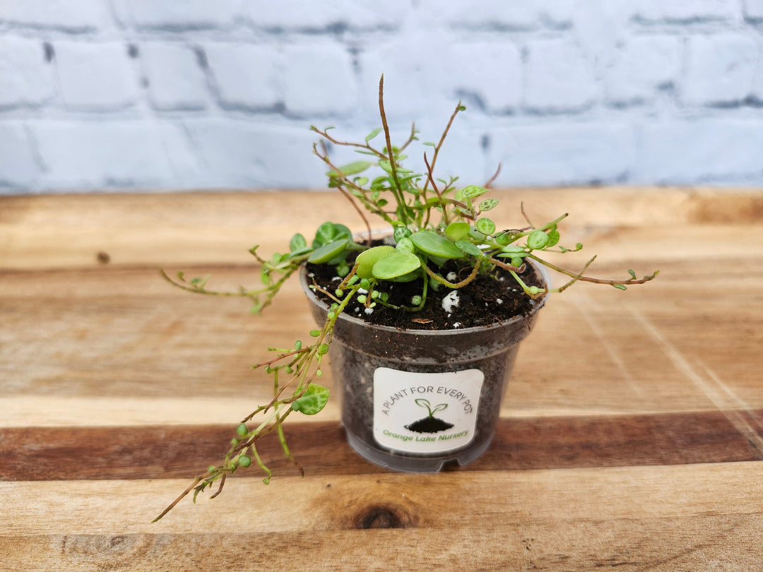 String of Turtles plant in a small pot, featuring turtle shell-like leaves with green and silver patterns.