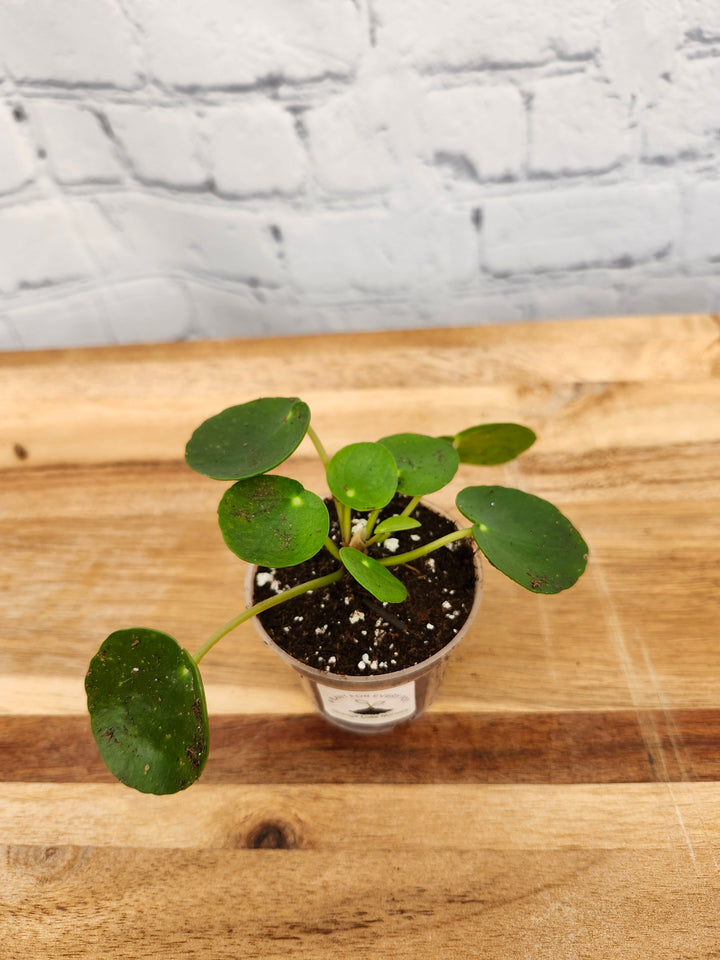 Chinese Money Plant