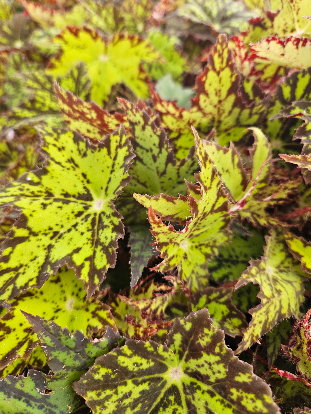 Begonia Geometry