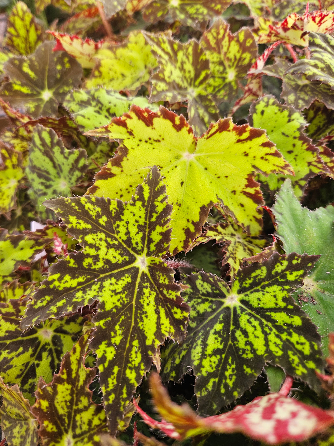 Begonia Geometry