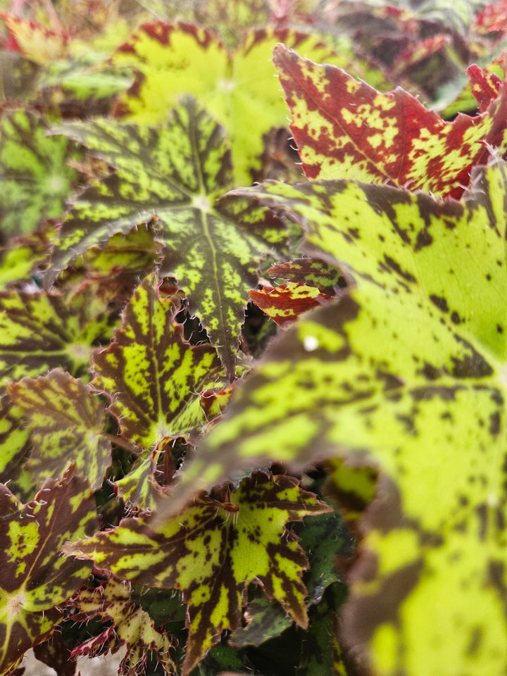 Begonia Geometry