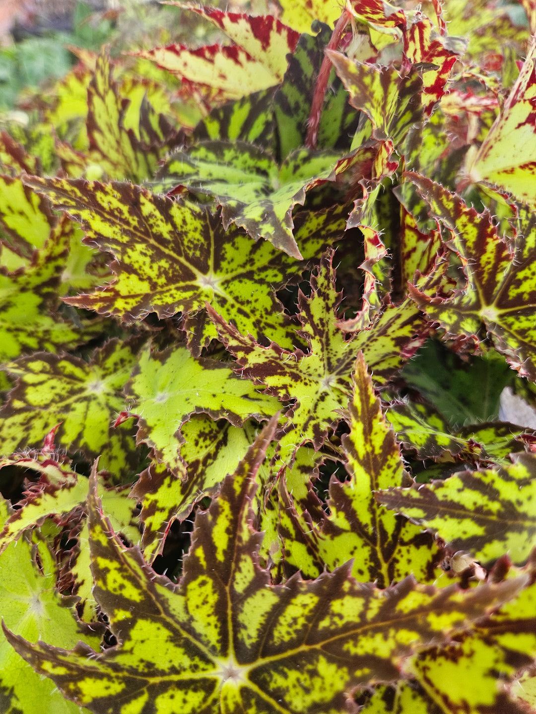 Begonia Geometry