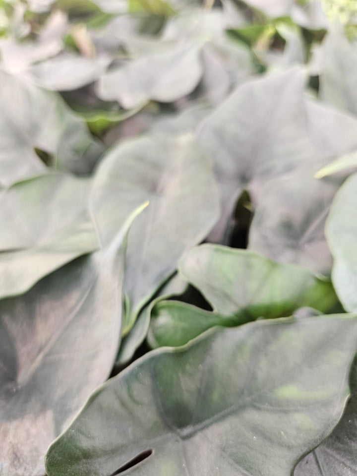 Alocasia Purple Cloak