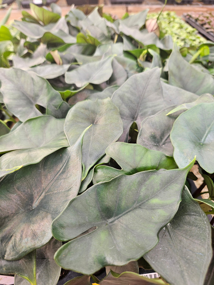 Alocasia Purple Cloak