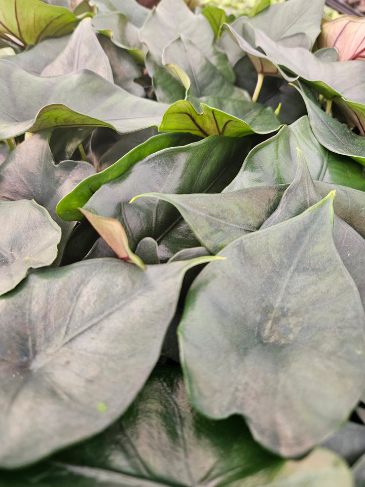 Alocasia Purple Cloak