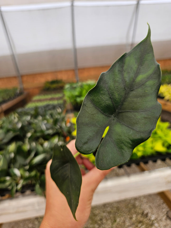 Alocasia Purple Cloak