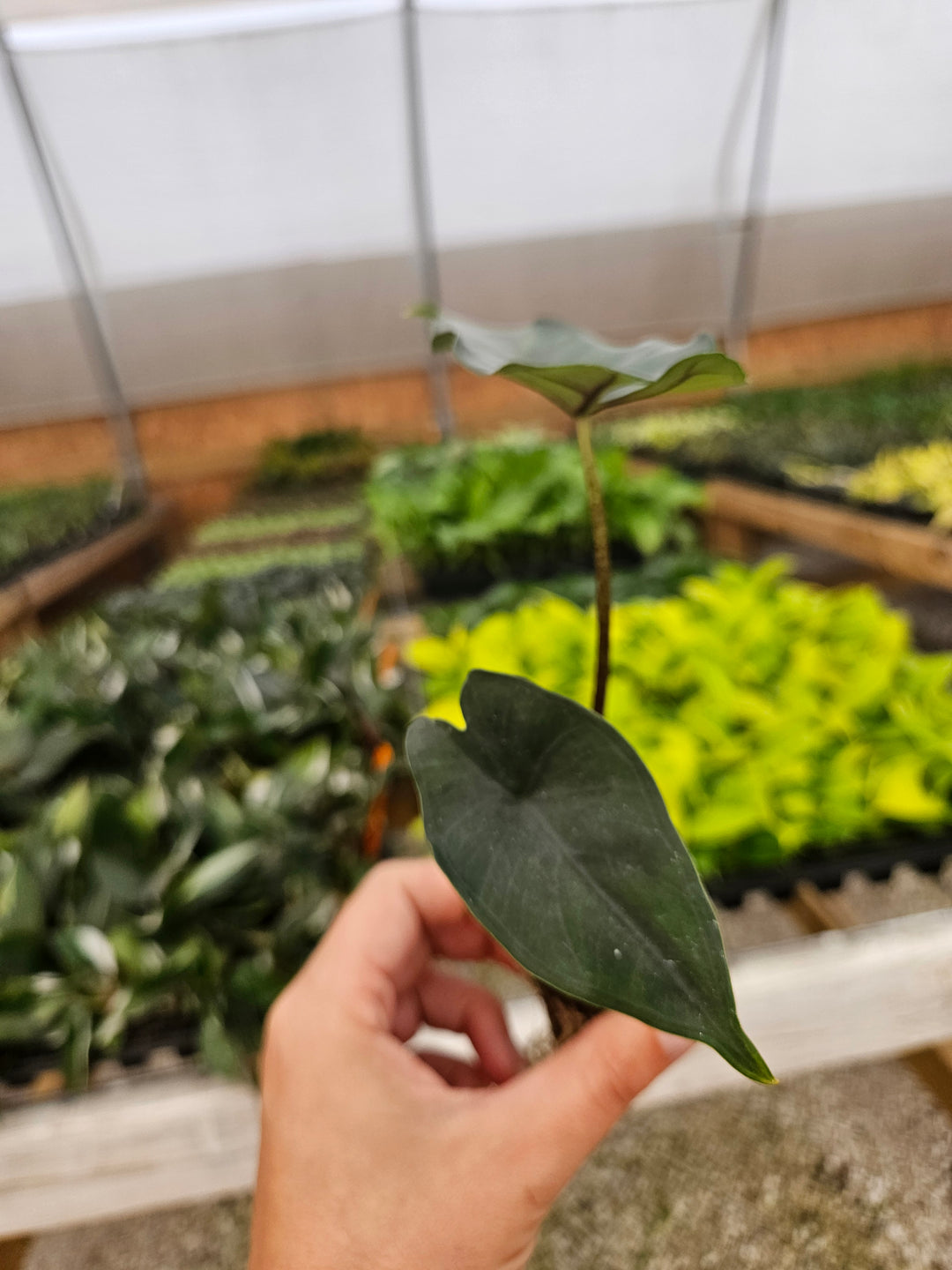 Alocasia Purple Cloak