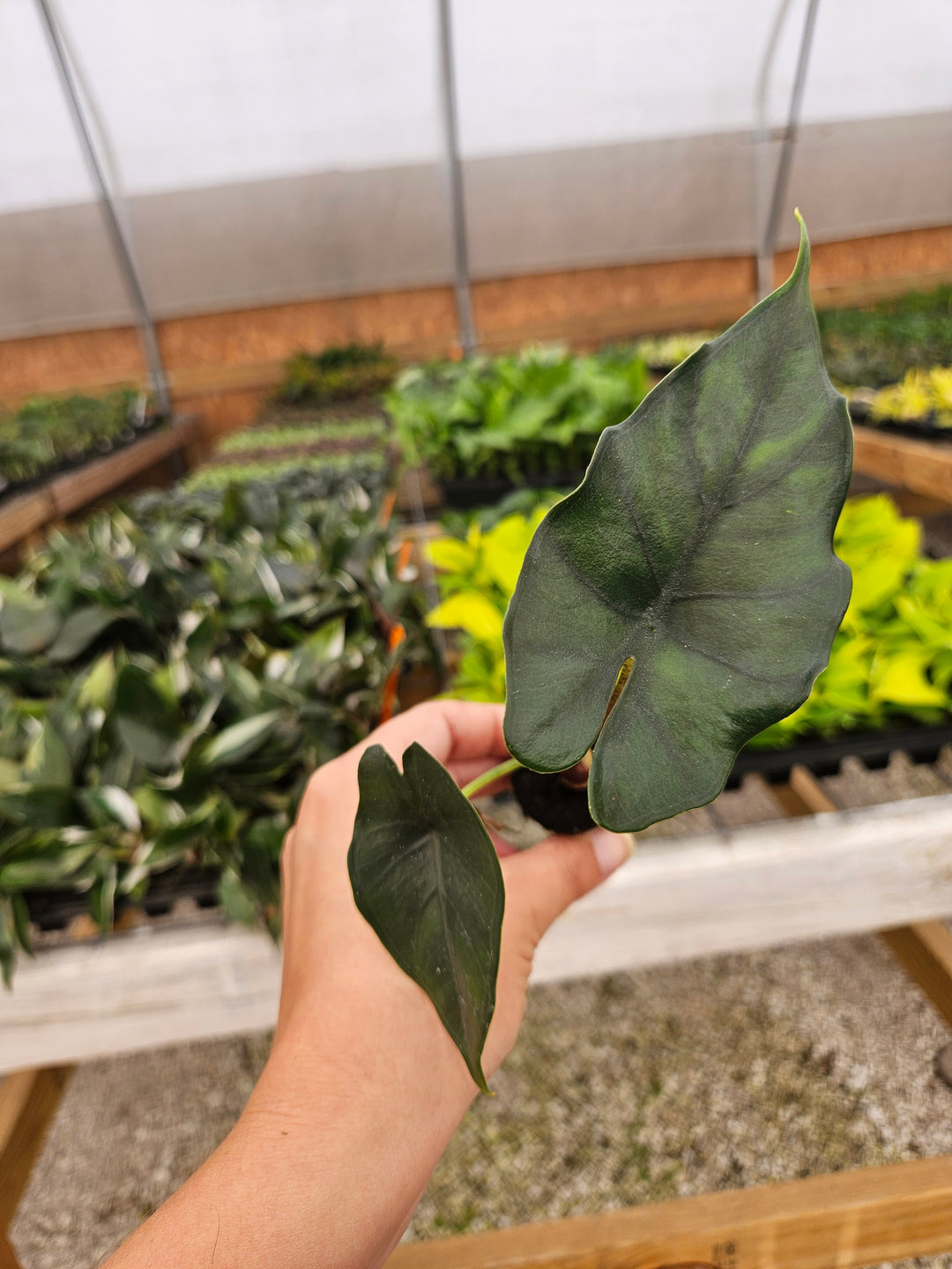 Alocasia Purple Cloak