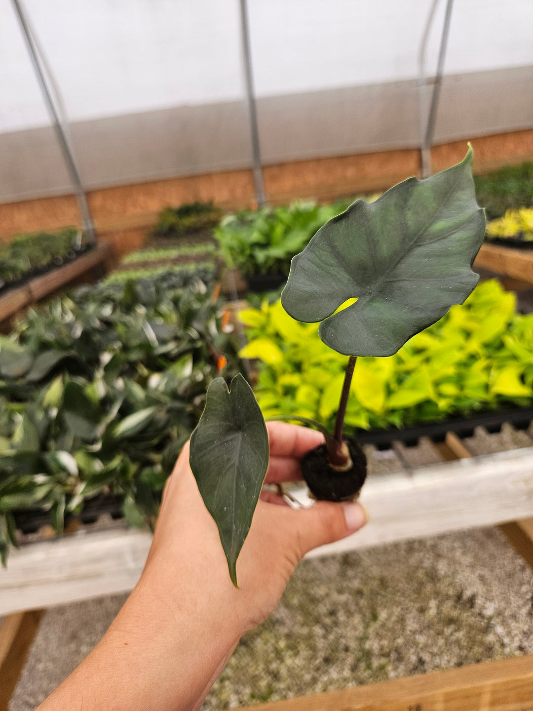 Alocasia Purple Cloak