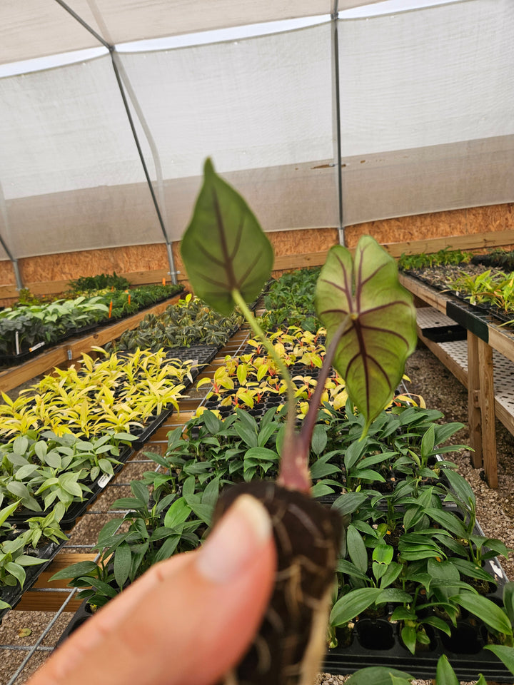 Alocasia Purple Cloak