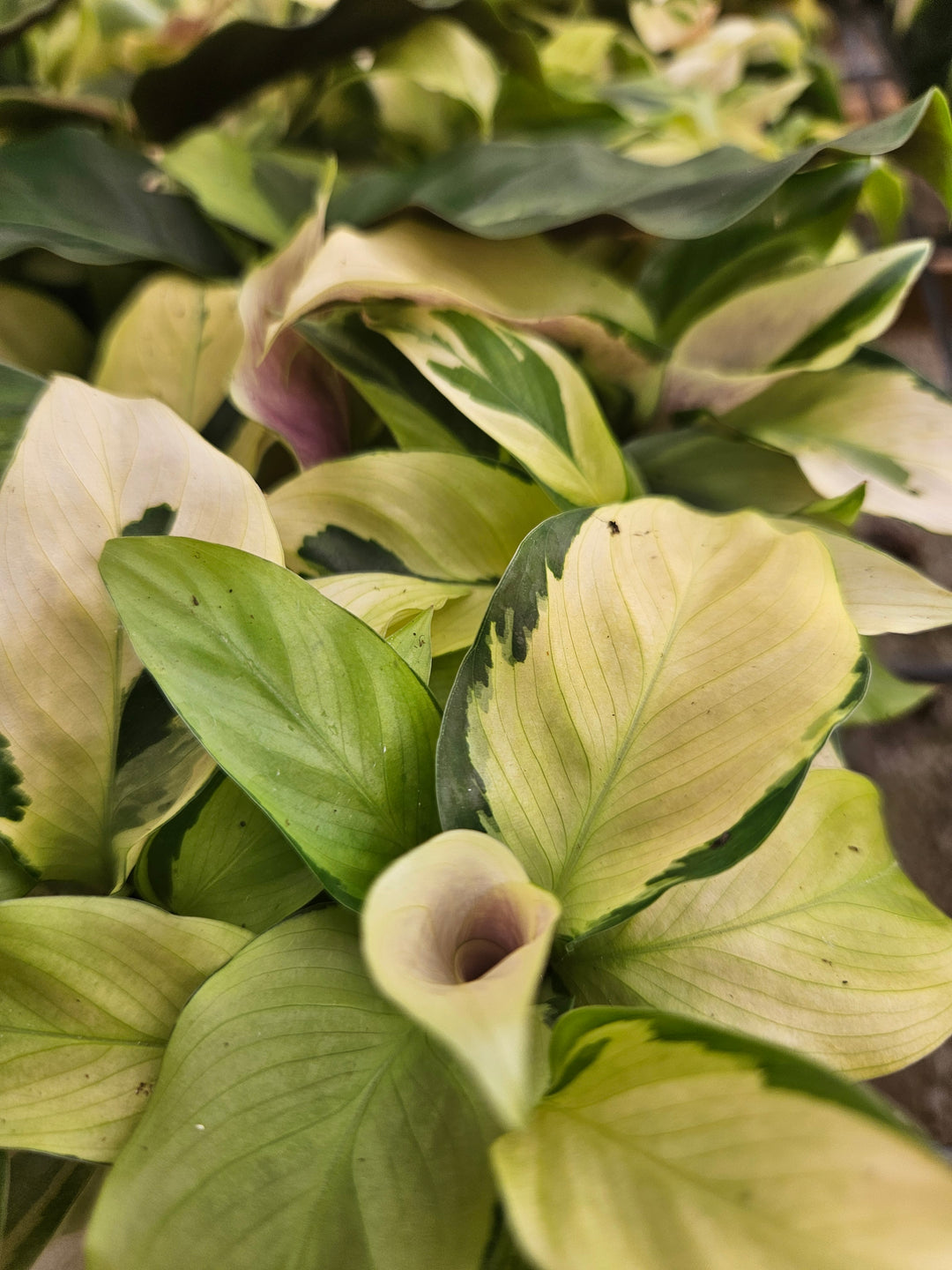 Calathea Yellow Fusion