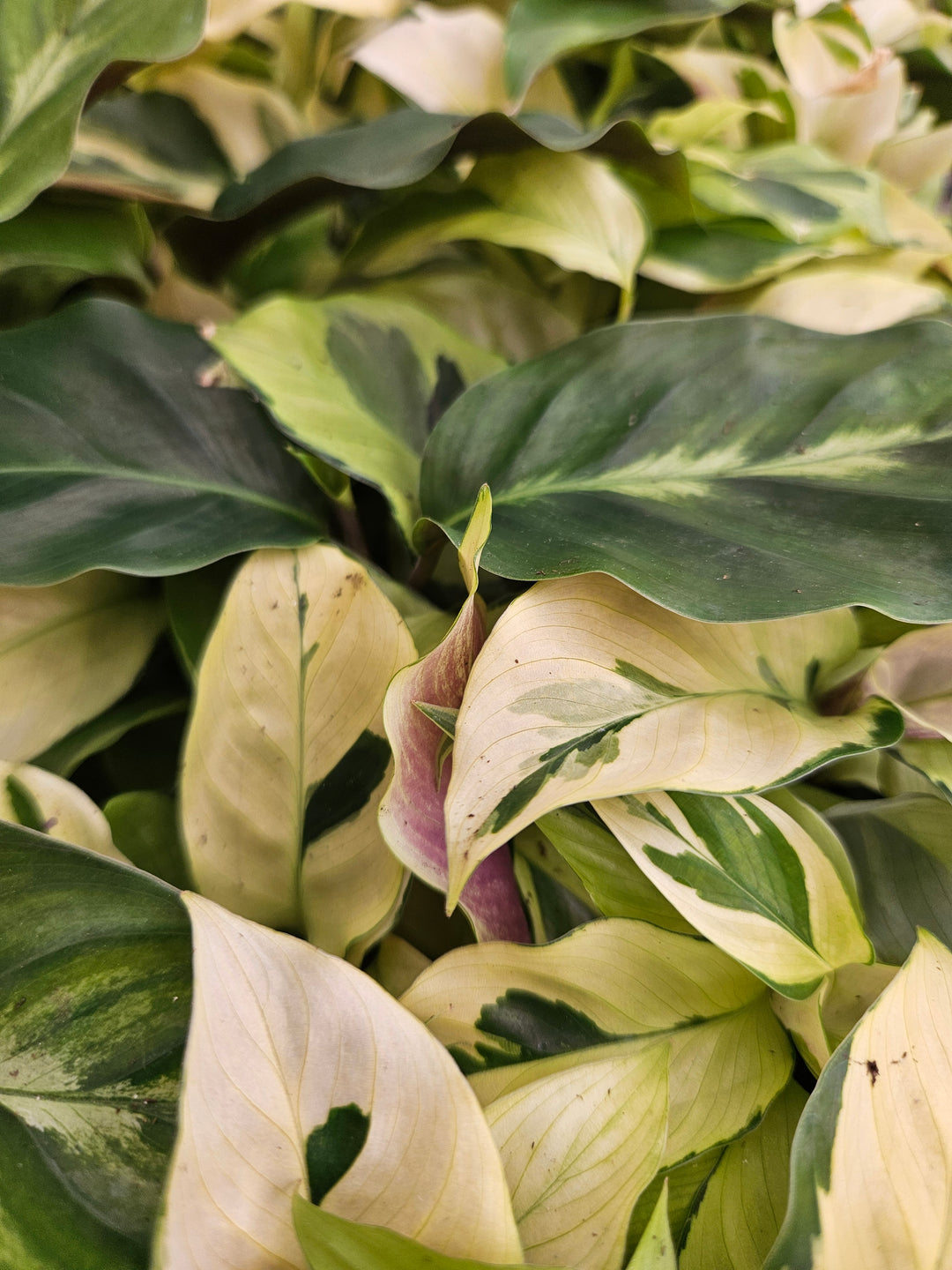 Calathea Yellow Fusion