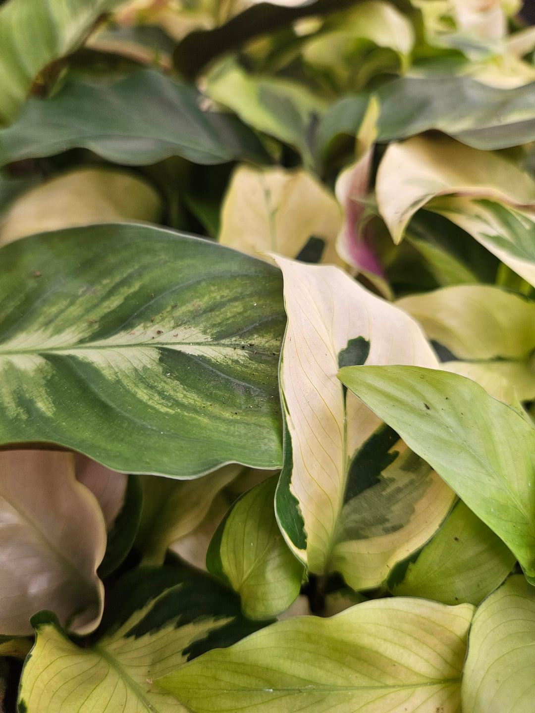 Calathea Yellow Fusion