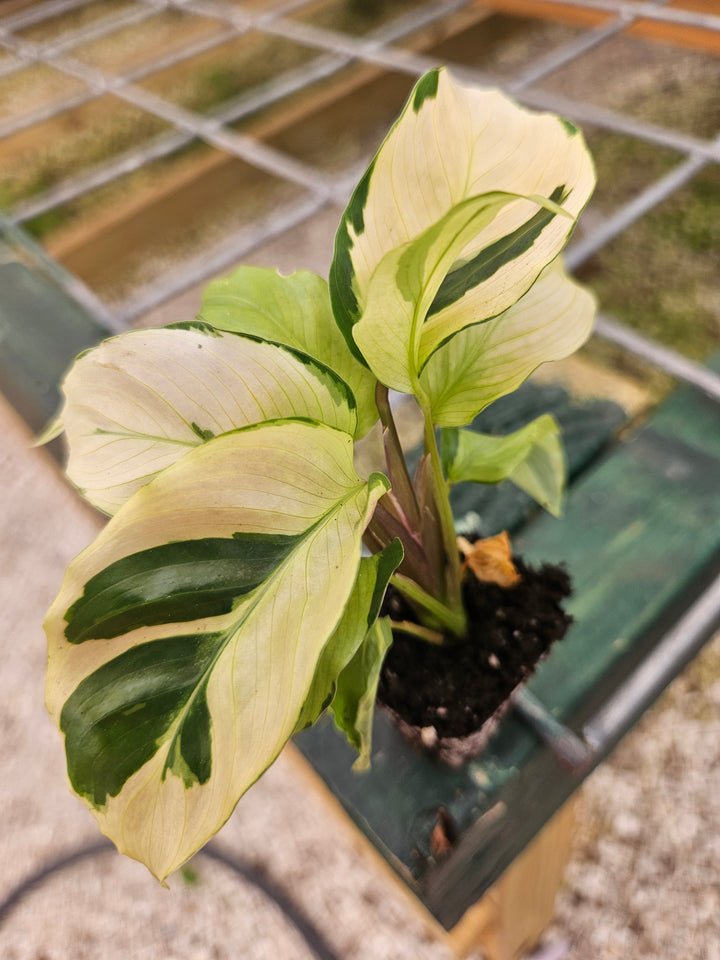 Calathea Yellow Fusion